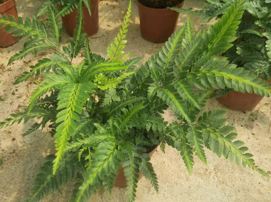 Блечнум ориентале Холлй папоротник 14 25