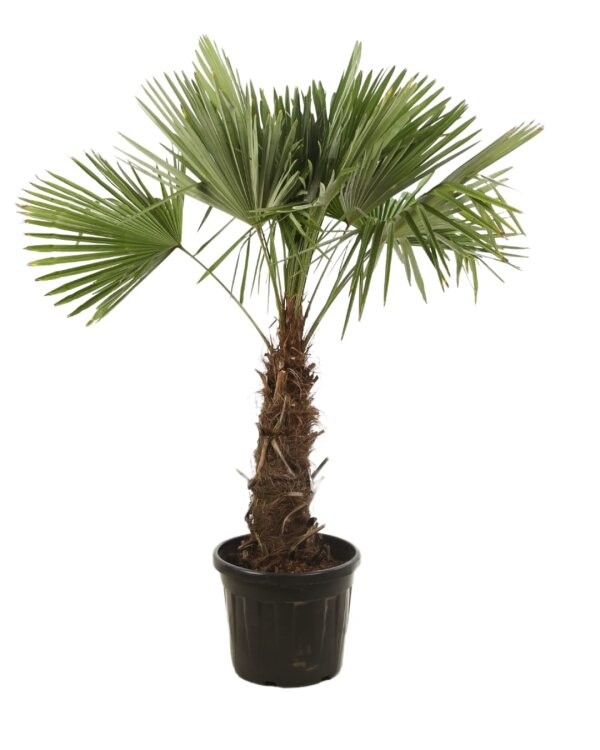 Trachycarpus fortunei, D 40