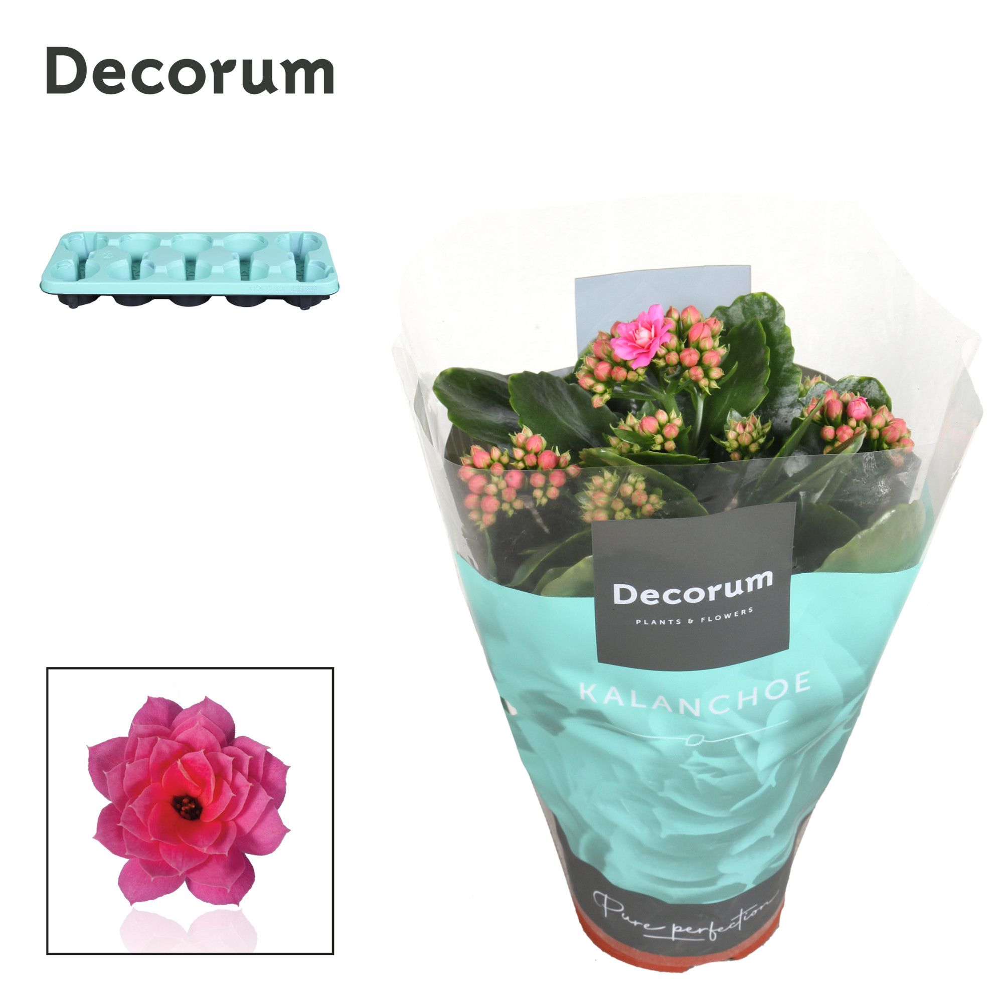 Kalanchoe Decorum - Pink, D 10,5 cm Kalanchoe Decorum - Pink, D 10,5 cm