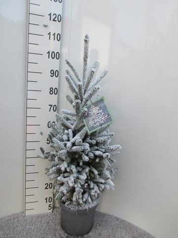 Picea sneeuw Super Green 60-70, P26, D 26