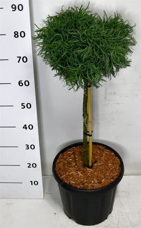 Pinus strobus "Green Curls", D 32