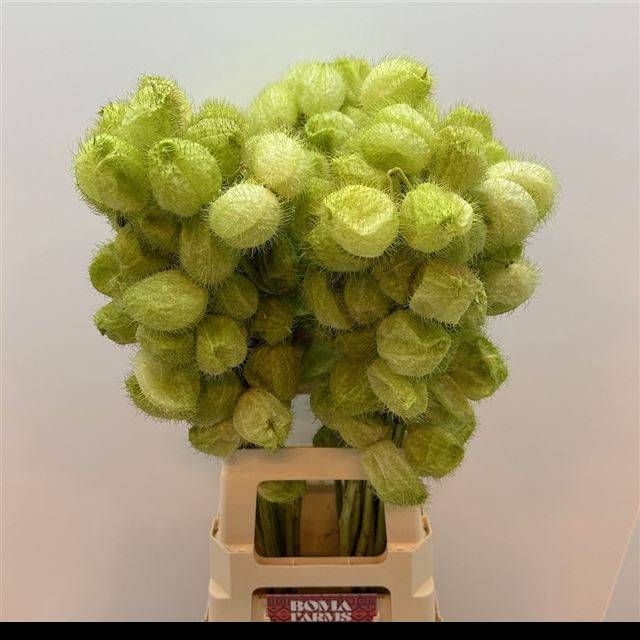 Гомфокарпус Моби Дик 80, шт.