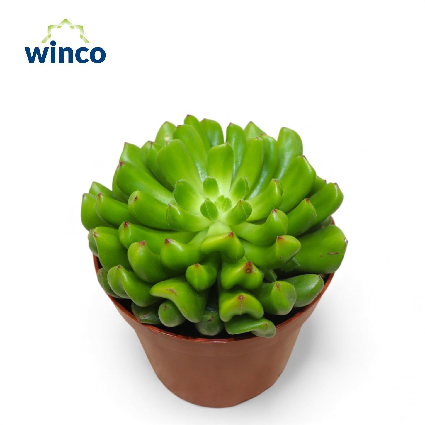 Echeveria Red Lantarn, D 8,5