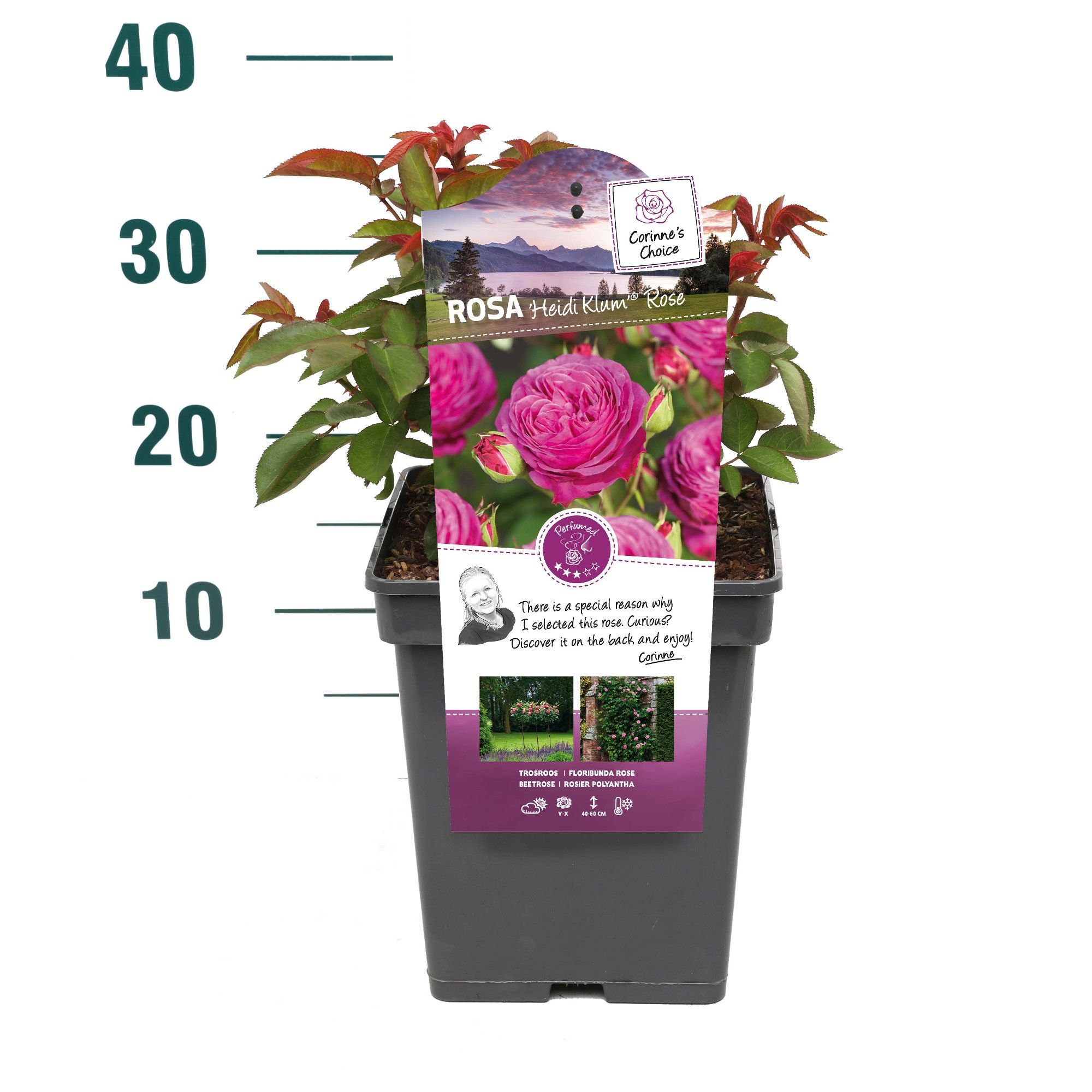 Rosa 'Heidi Klum Rose' - Struik - VP5 - Categorie 3, D 23 cm Rosa 'Heidi Klum Rose' - Struik - VP5 - Categorie 3, D 23 cm