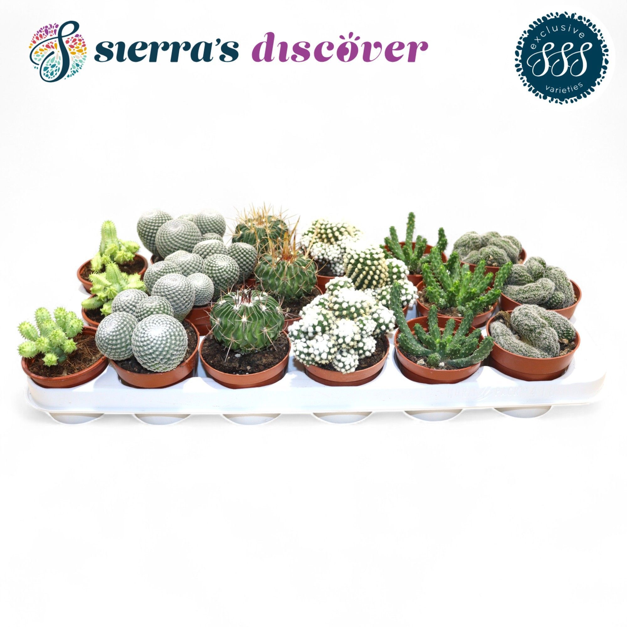 Discover® - Bilbao Cactus Mix (Exclusive), D 8,5