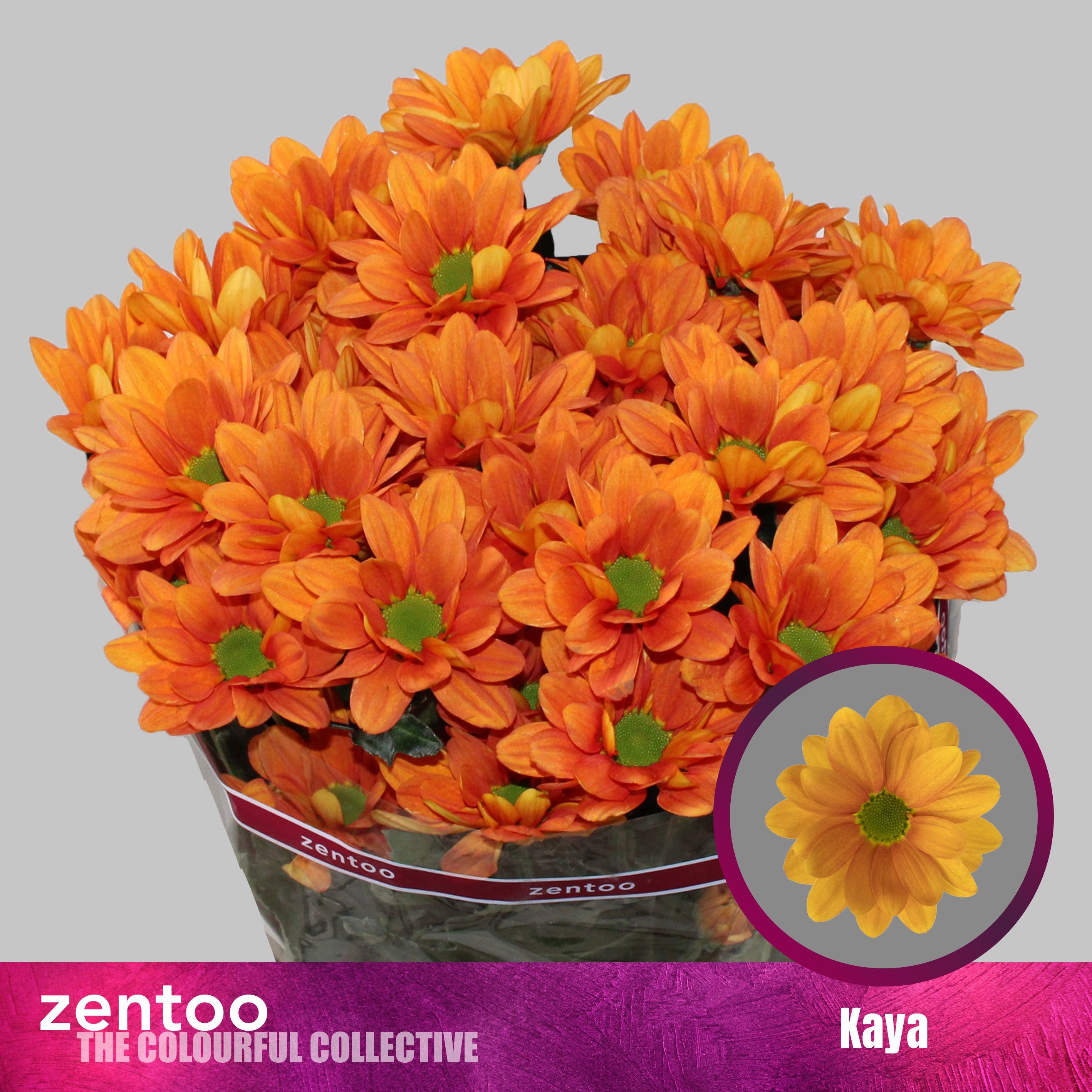 Хризантема куст. Кайя+ 70, шт.