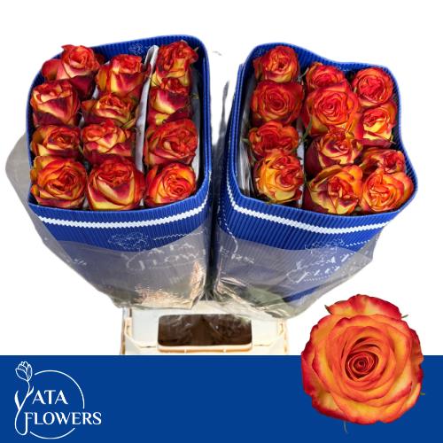 Роза од. Хай Энд Мэджик Еллоу 60, шт.