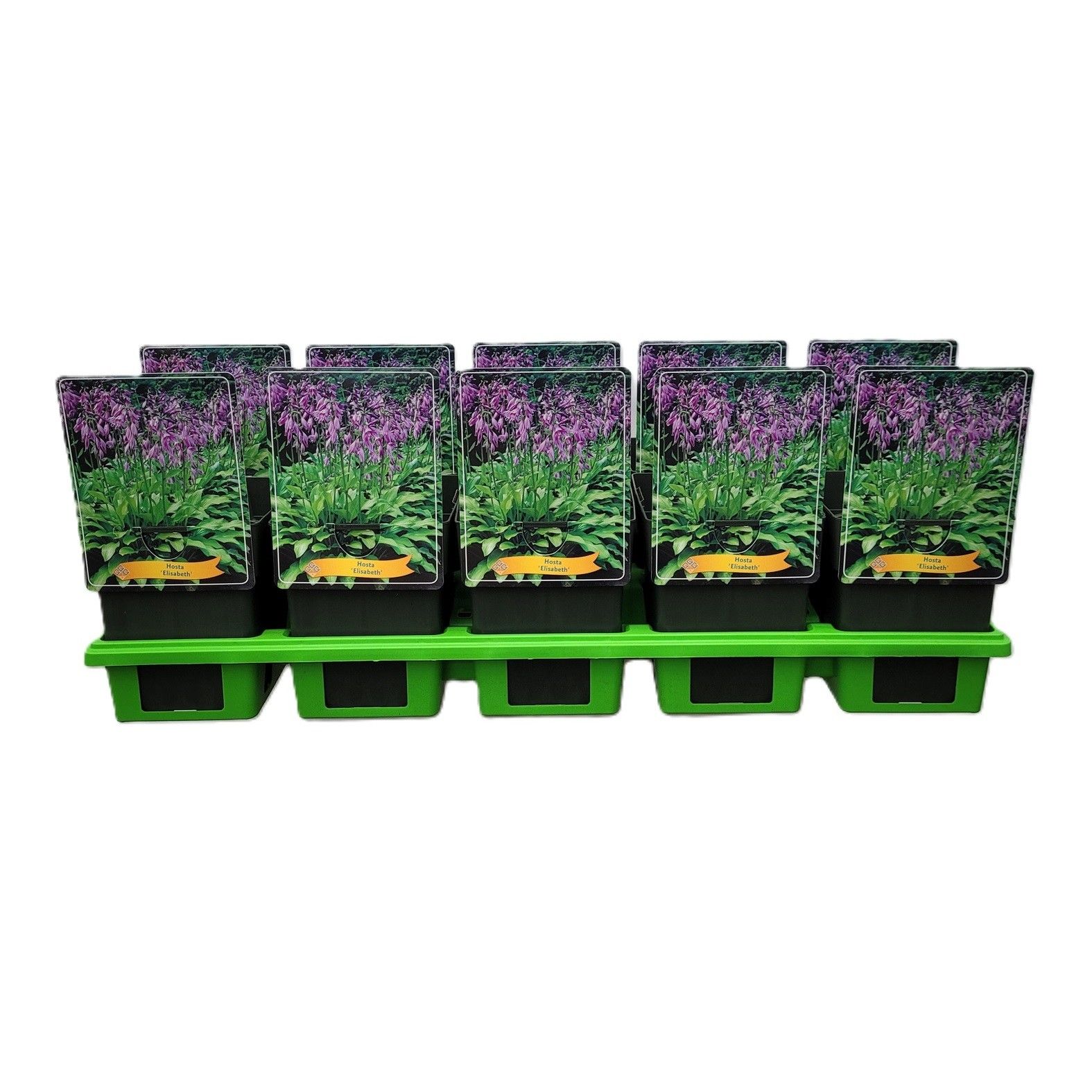 Hosta 'Elisabeth' P11, D 11