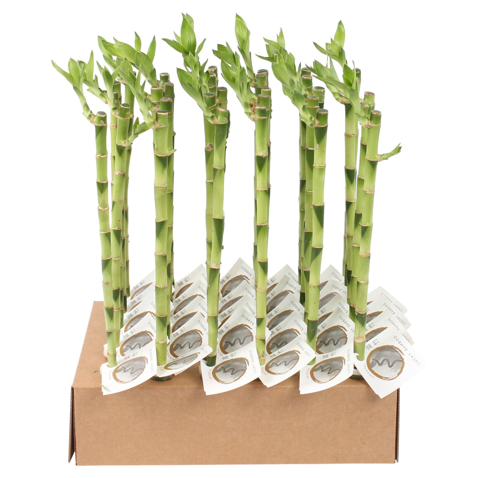 Lucky Bamboo Stem Straight 45cm in Tube & Karton Tray, D 5