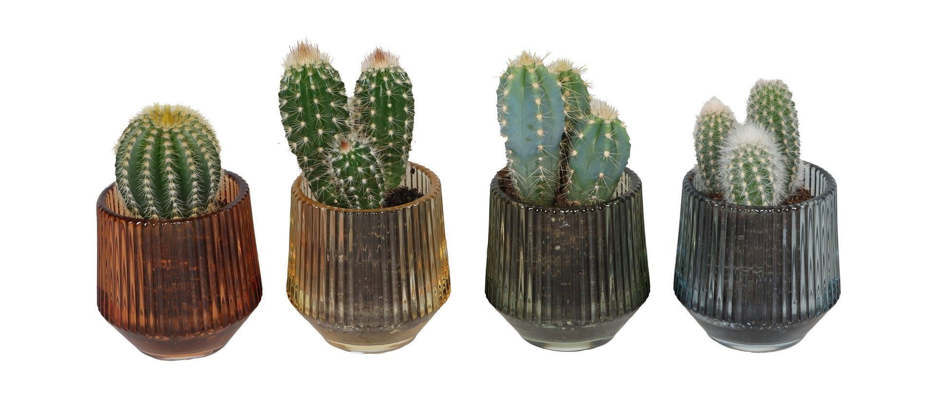 L 67411 With Cactus Mix 6 cm, D 6