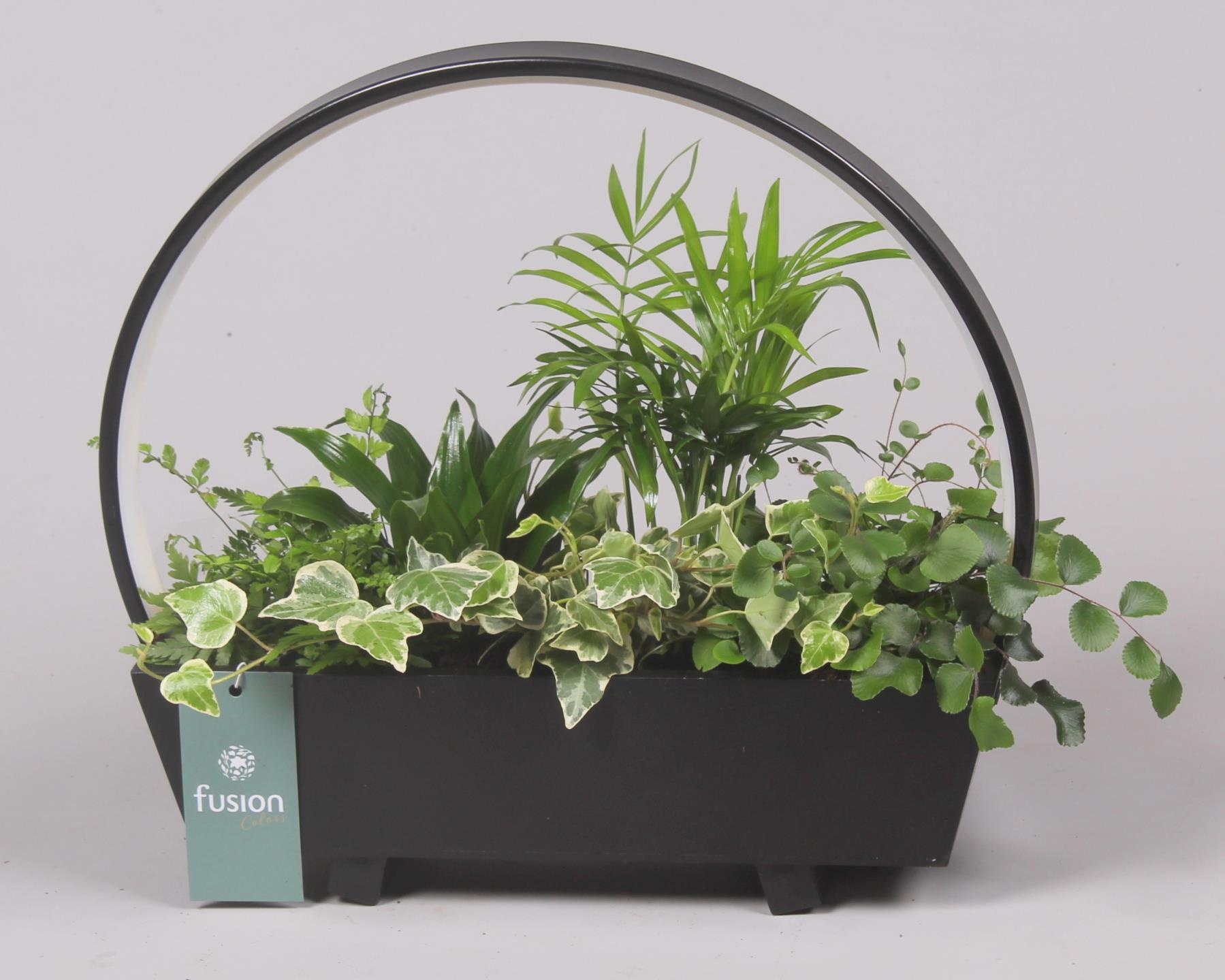 Lamp LED boog hout met Arrangement, D 32