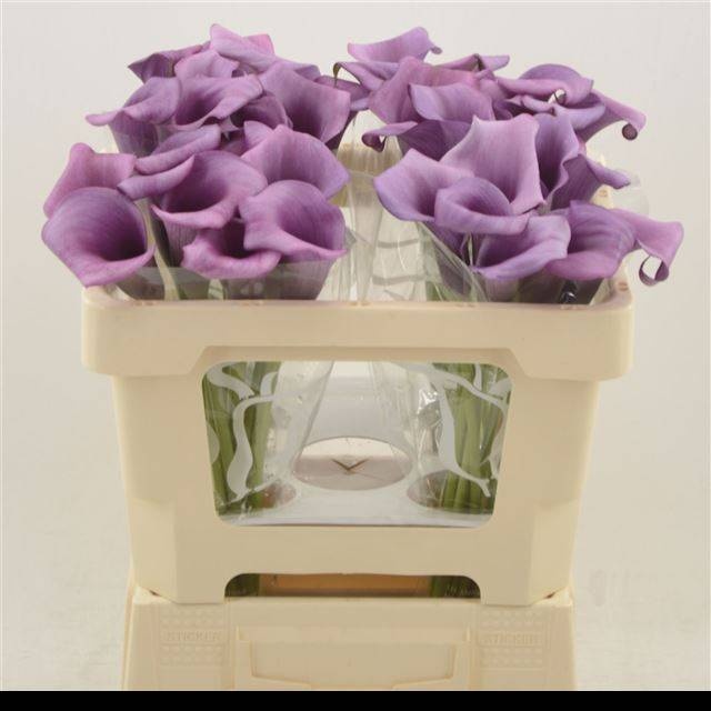 Калла Дурбан 50, шт.