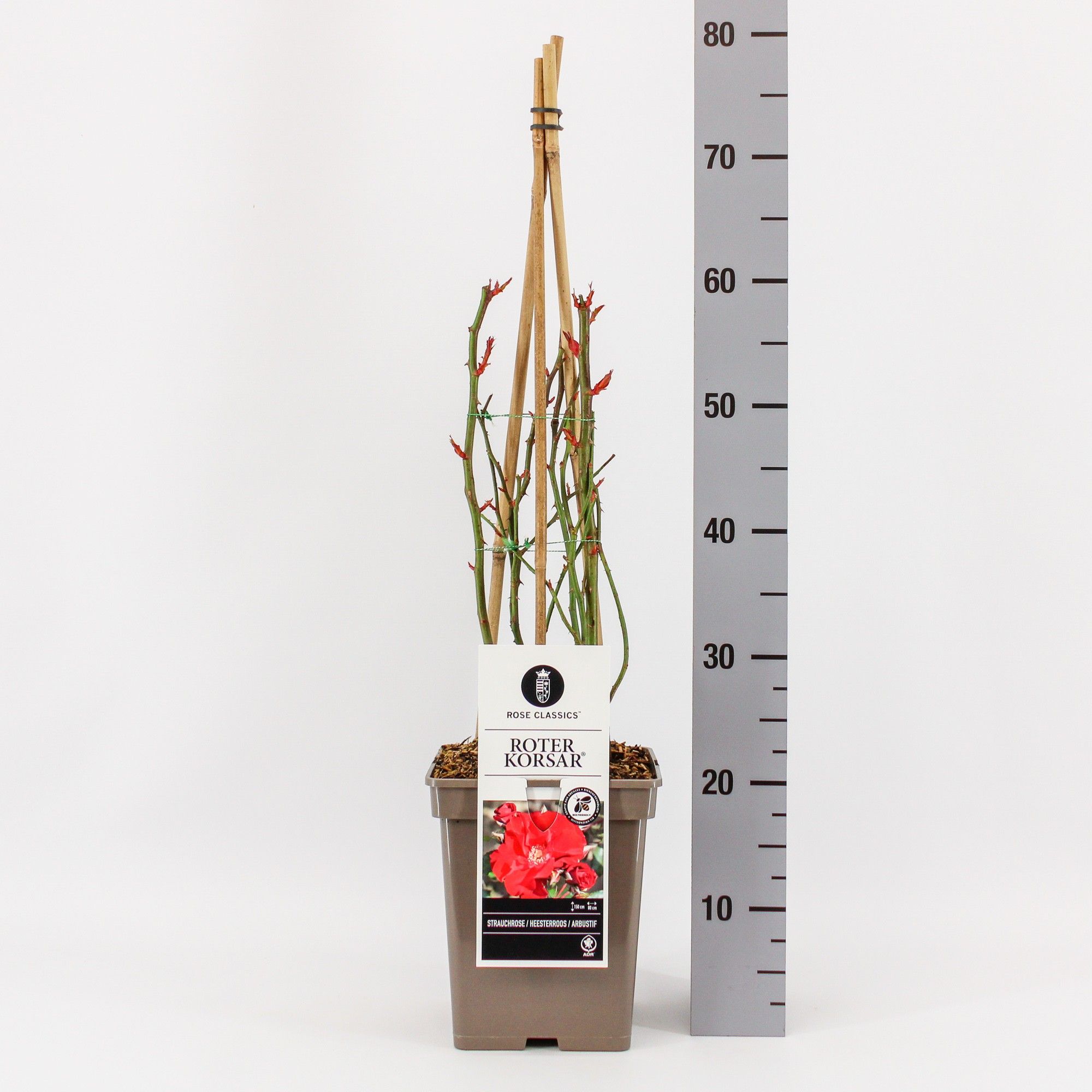 Rosa (H) Roter Korsar ®, C5, 4 stok 75 cm, D 23