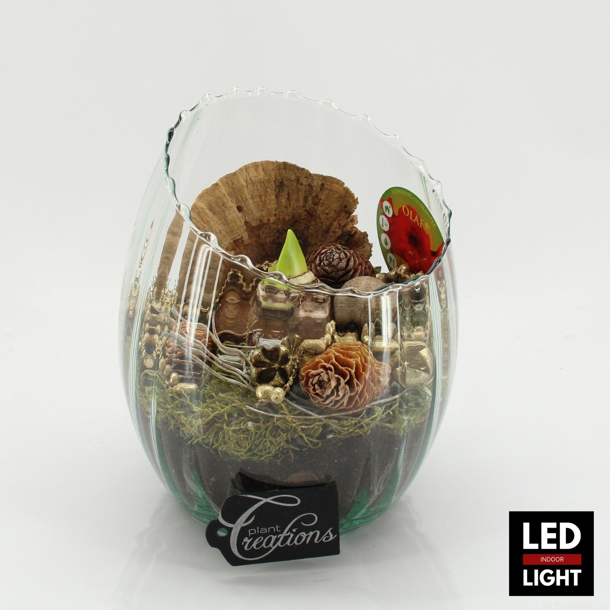 HICR-2503RLED Kerst Amaryllis, D 16 cm