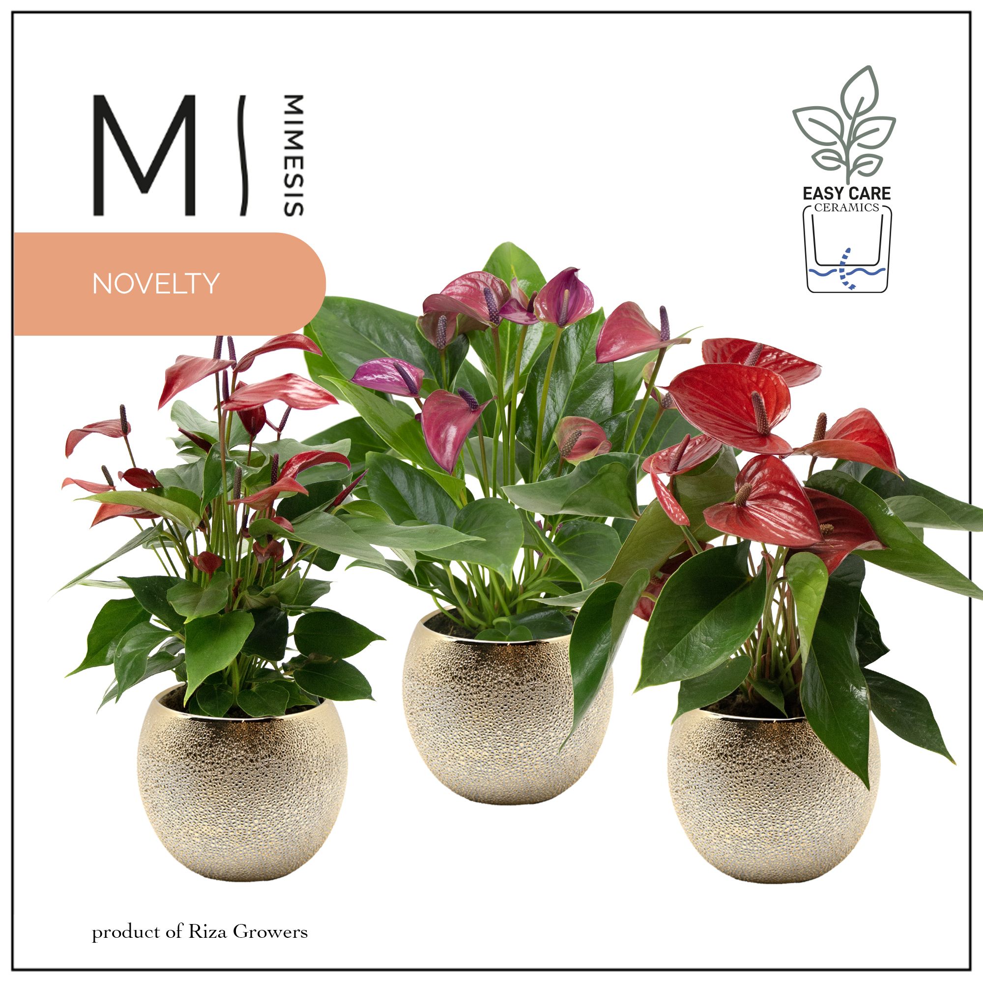 Mimesis Anthurium KARMA Intens Mix - 12cm Bubbly Gold, D 12
