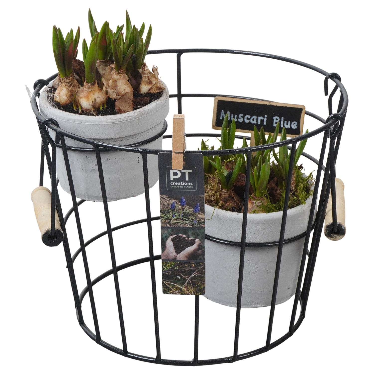 PTMB6252 Arrangement Muscari Blue in terracotta potten in metalen mand d, D 23