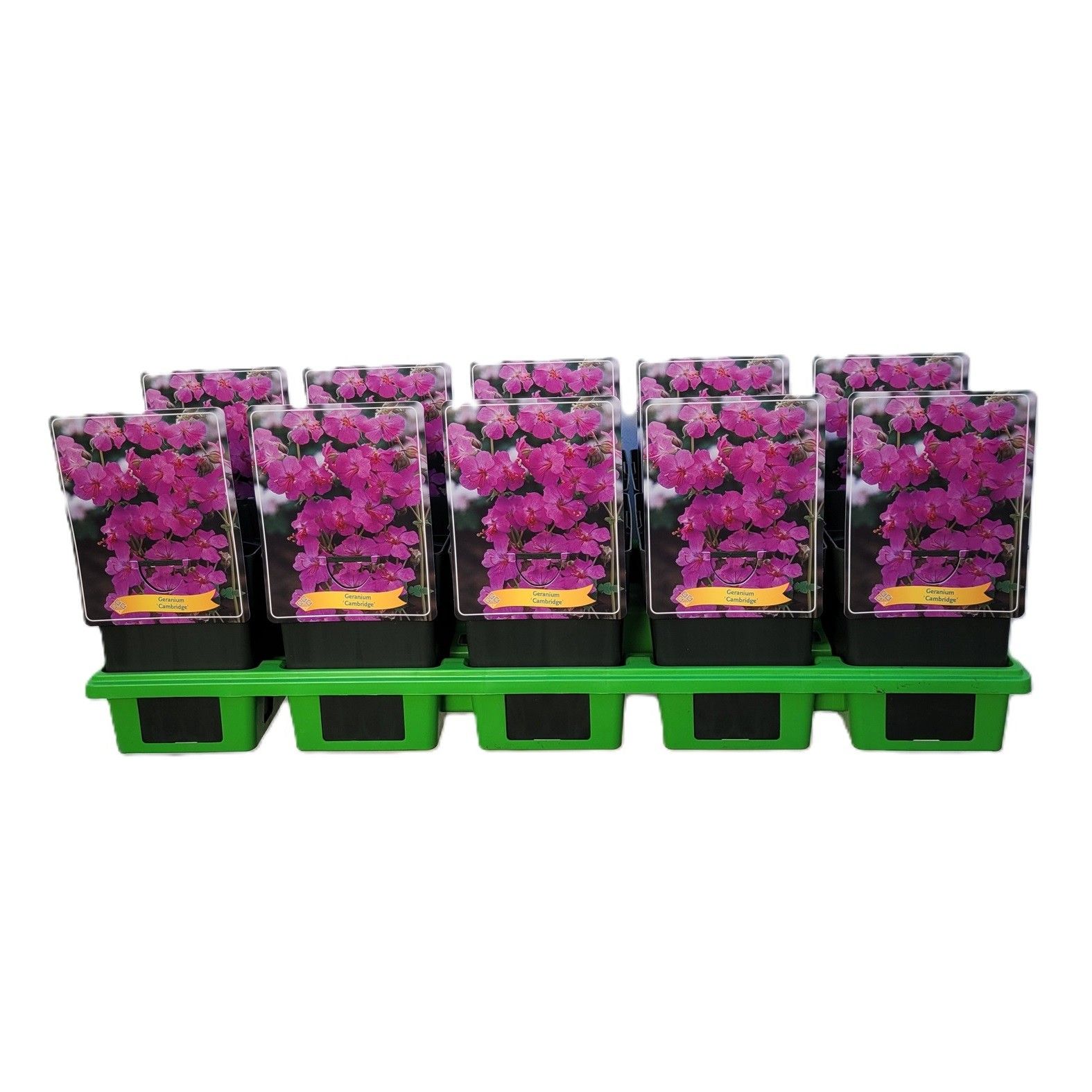 Geranium 'Cambridge' P11, D 11 cm