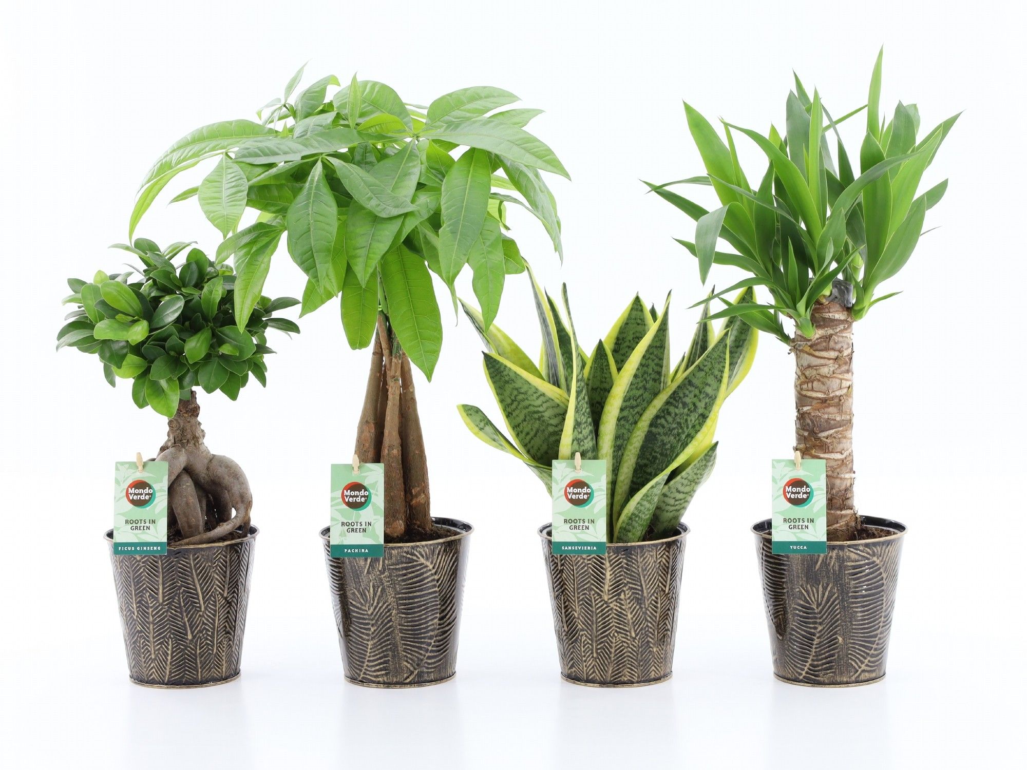 Amazone Mix in Iron-Leaf, D 13