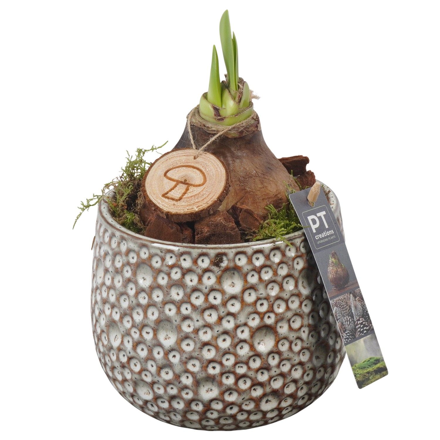 PTAA7506 Arrangement Amaryllis in keramiek pot, D 14 cm