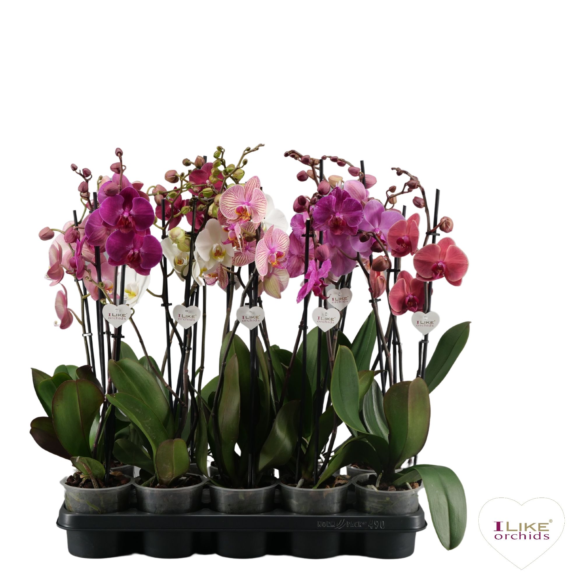 Phalaenopsis mix - 2 tak 50cm, D 12 cm