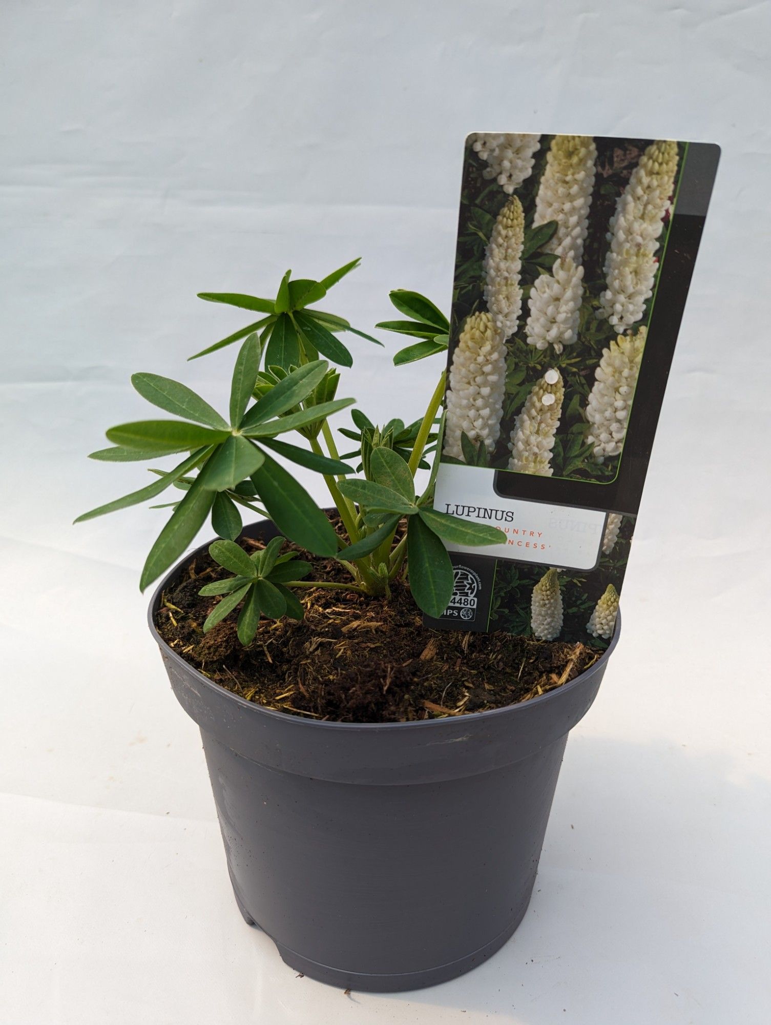 Lupinus 'West Country' Polar Princess - 23 cm, D 23