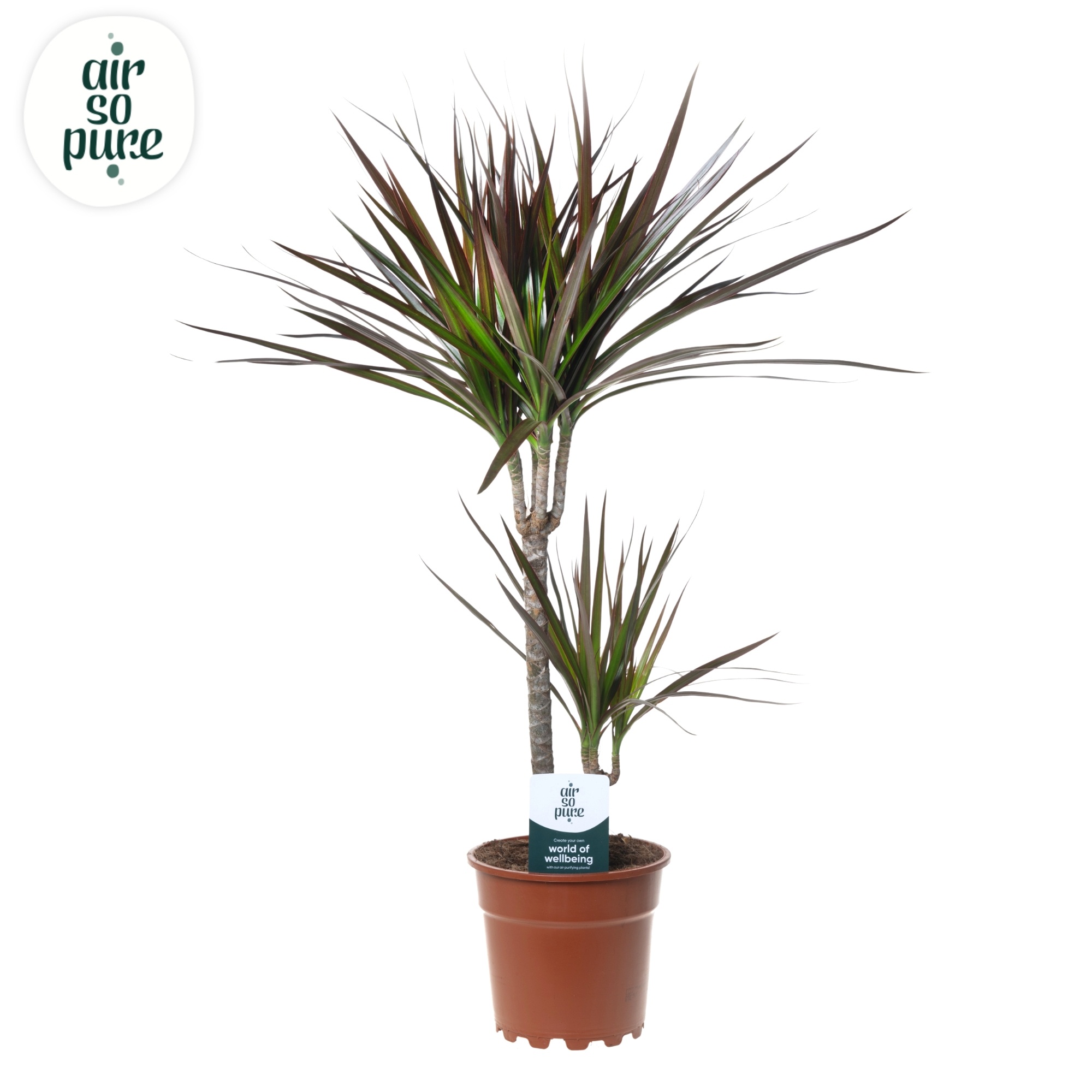 Dracaena Magenta p17 30+10, D 17