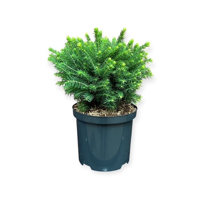 Picea o. 'Karel', D 18
