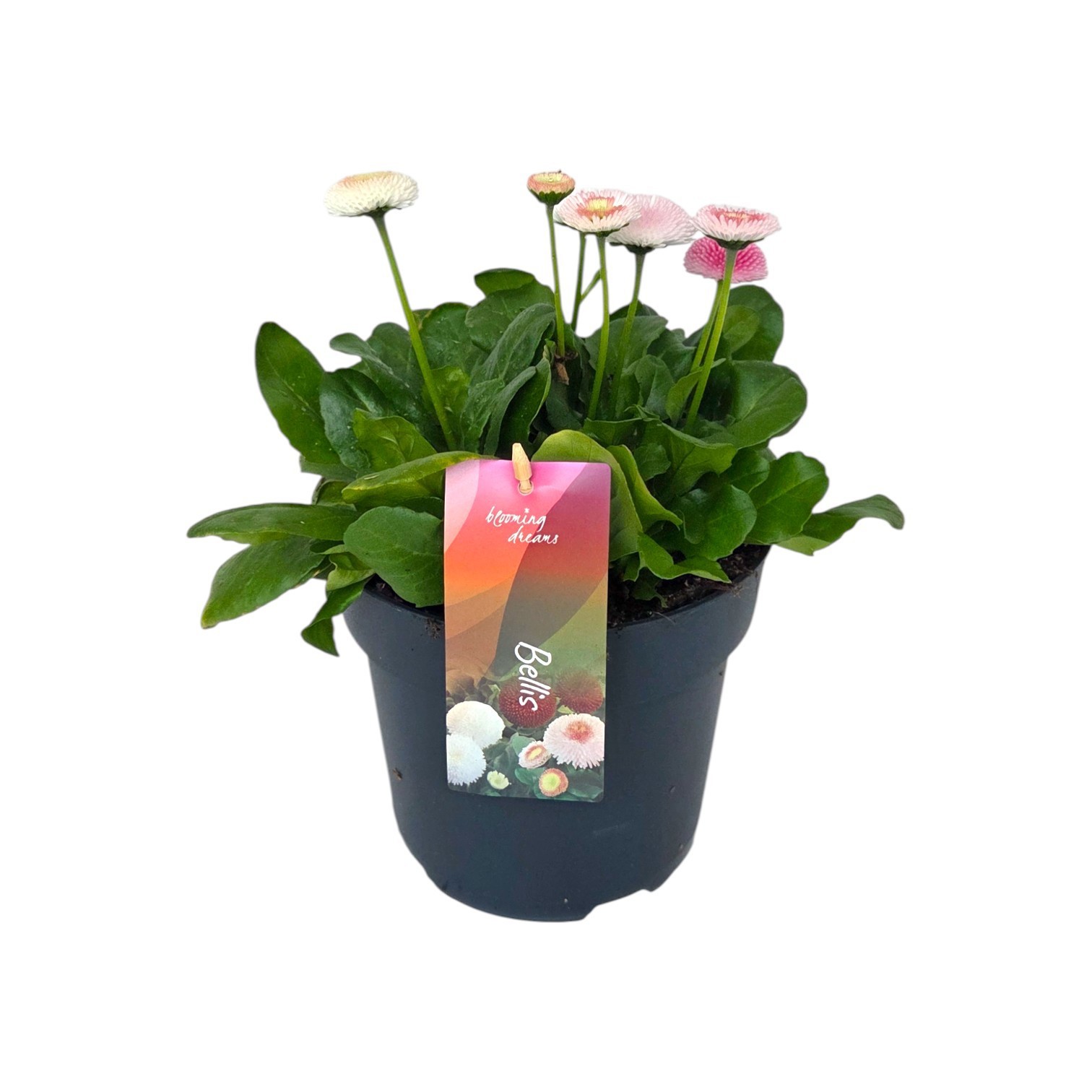 Bellis perennis Tasso Strawberry Cream p17, D 17