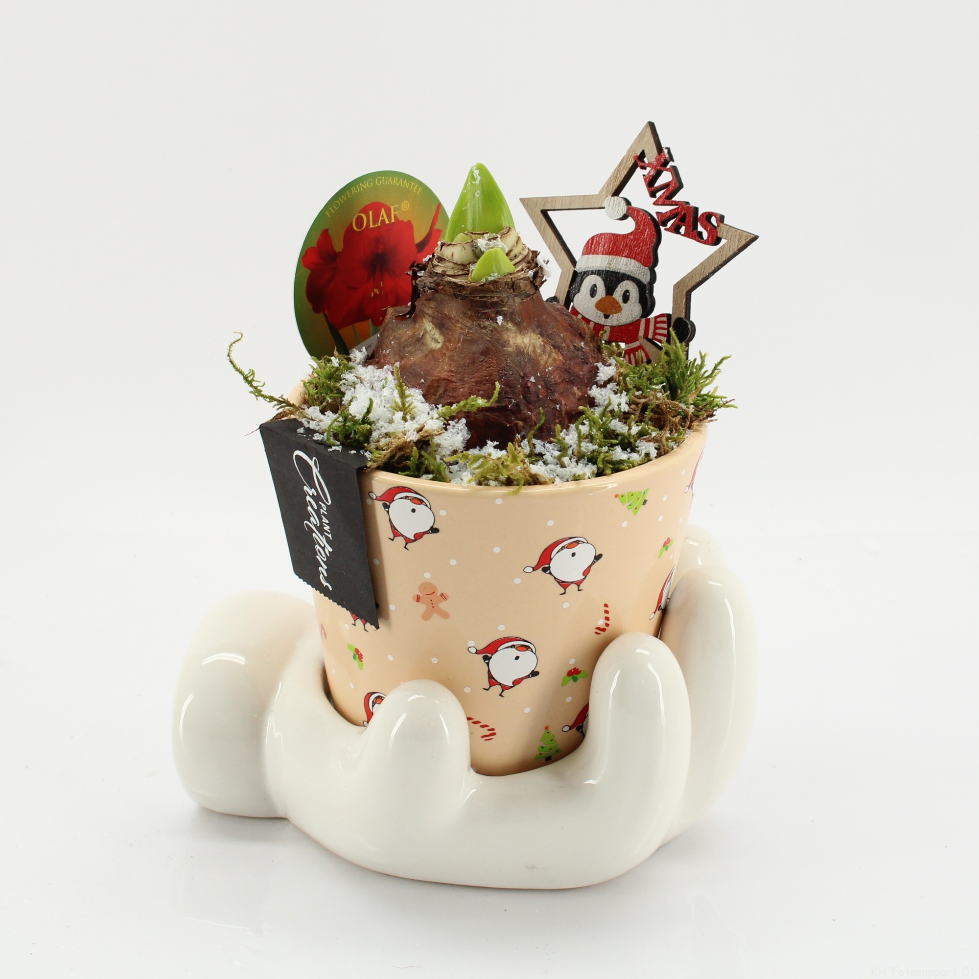 HICR-2514R Kerst Amaryllis, D 16 cm