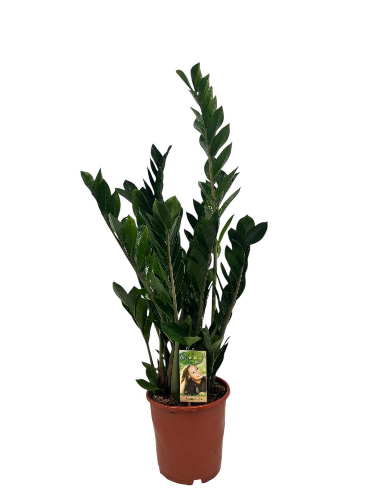Zamioculcas*, D 21