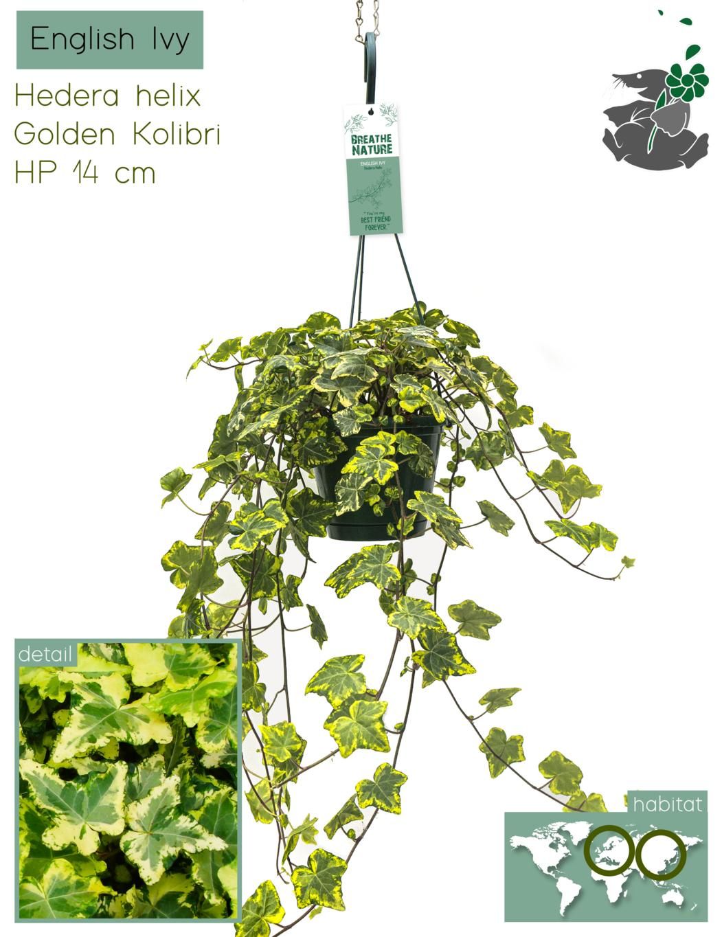 Hedera Helix Assortiment 14 cm, D 14