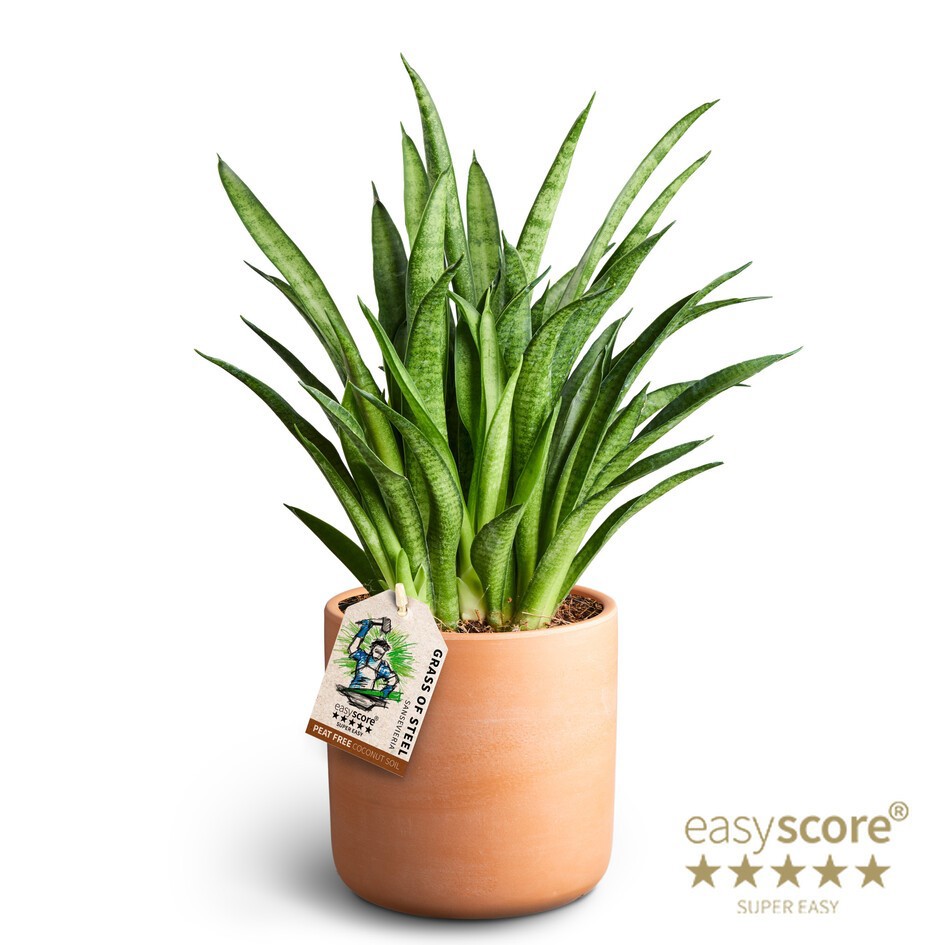 Raw Terracotta, Sansevieria ´Panthera', D 12