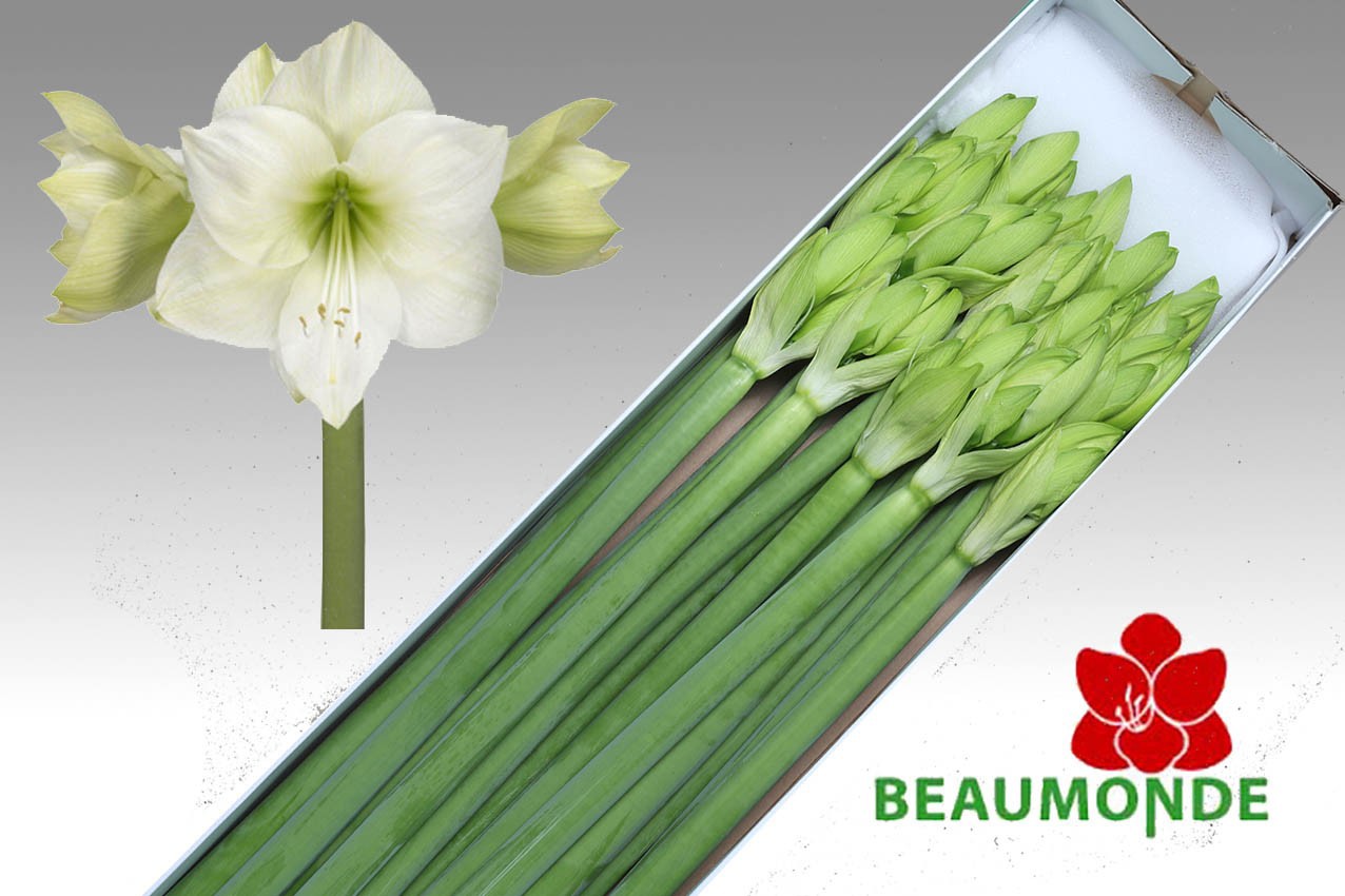 Амарилис Касабланка (бел.) x15, шт.