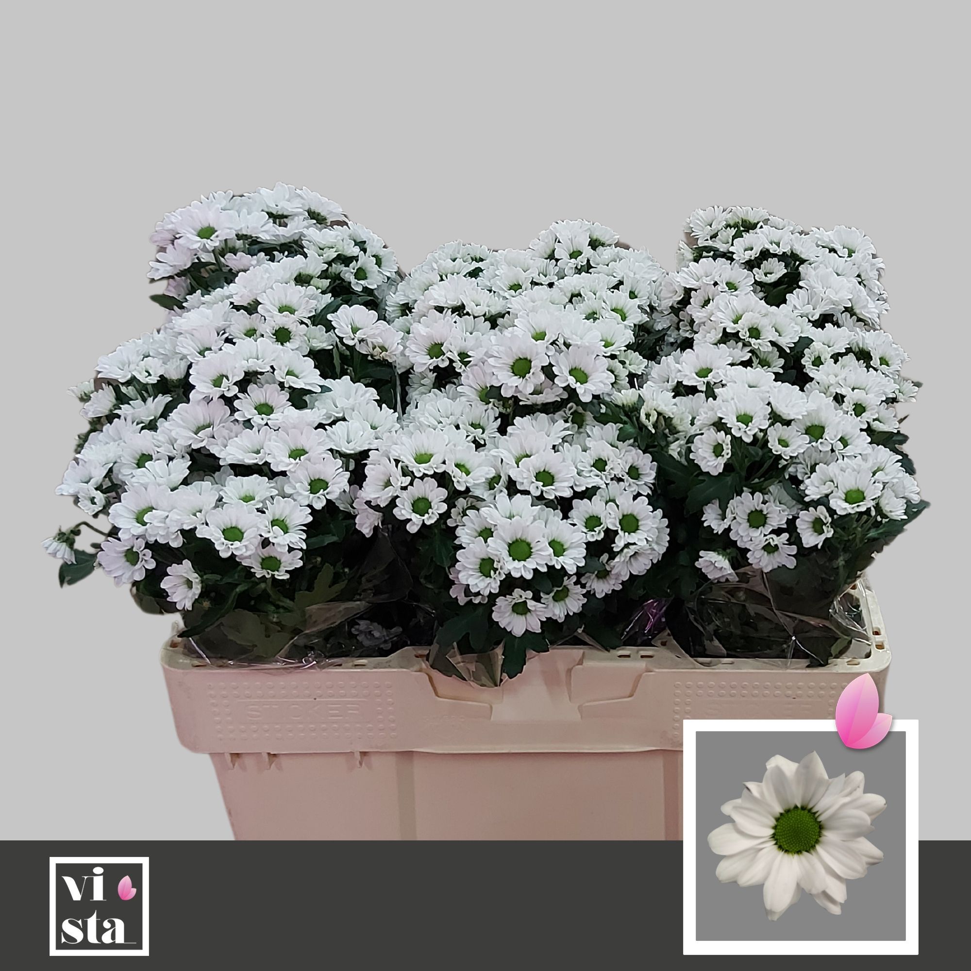 Сантини Ласси (бел.), шт.