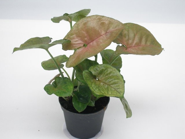 SYNGONIUM PODOPHYLLUM 'BERRY', D 6 cm