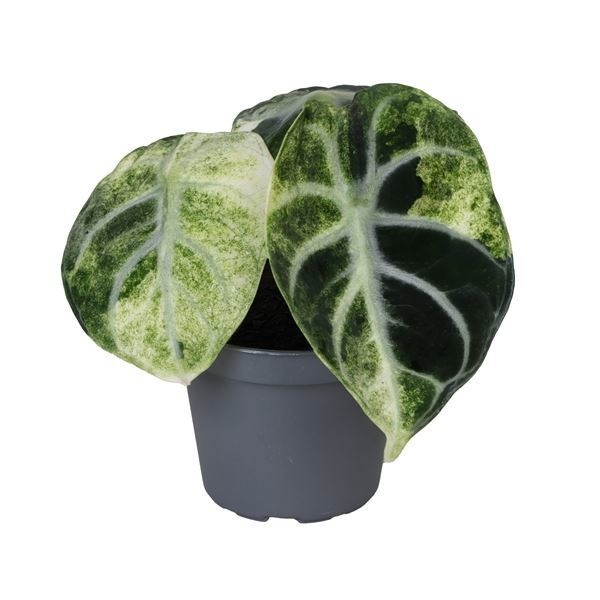 Alocasia Ninja Variegata 6 cm, D 6 cm