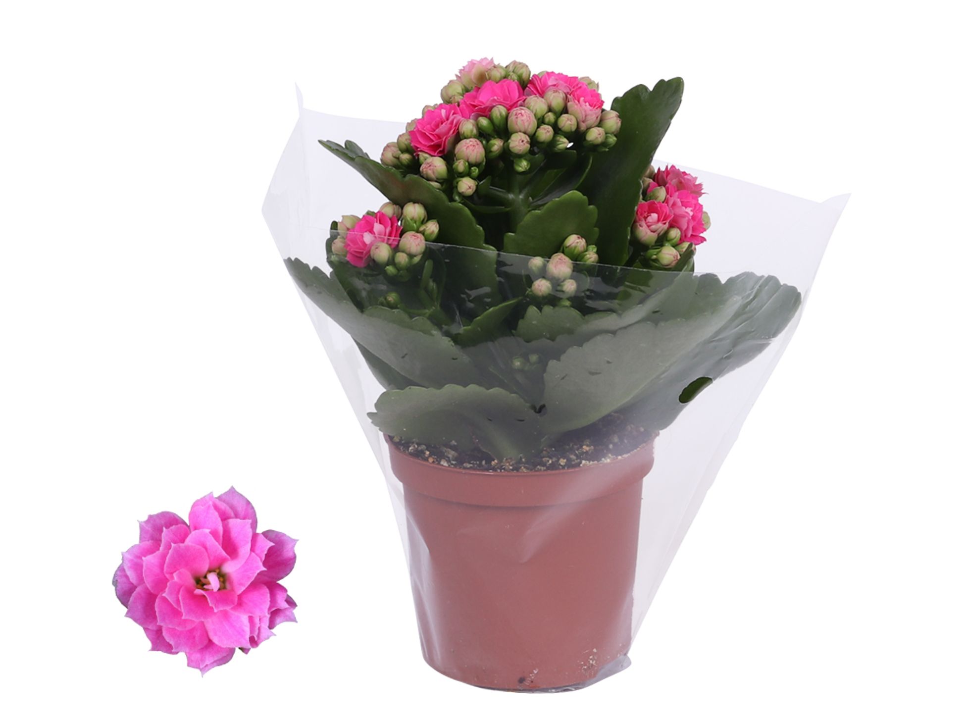 Kalanchoe Rosalina 07cm Don Nando roze, Blanco hoes, D 7
