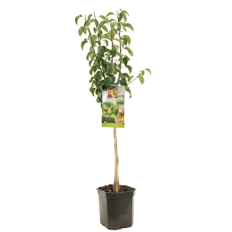 Pyrus comm. Conference laagstam Handpeer, D 24