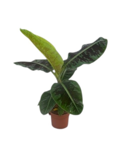 Musa Dwarf Cavendish, D 21 cm
