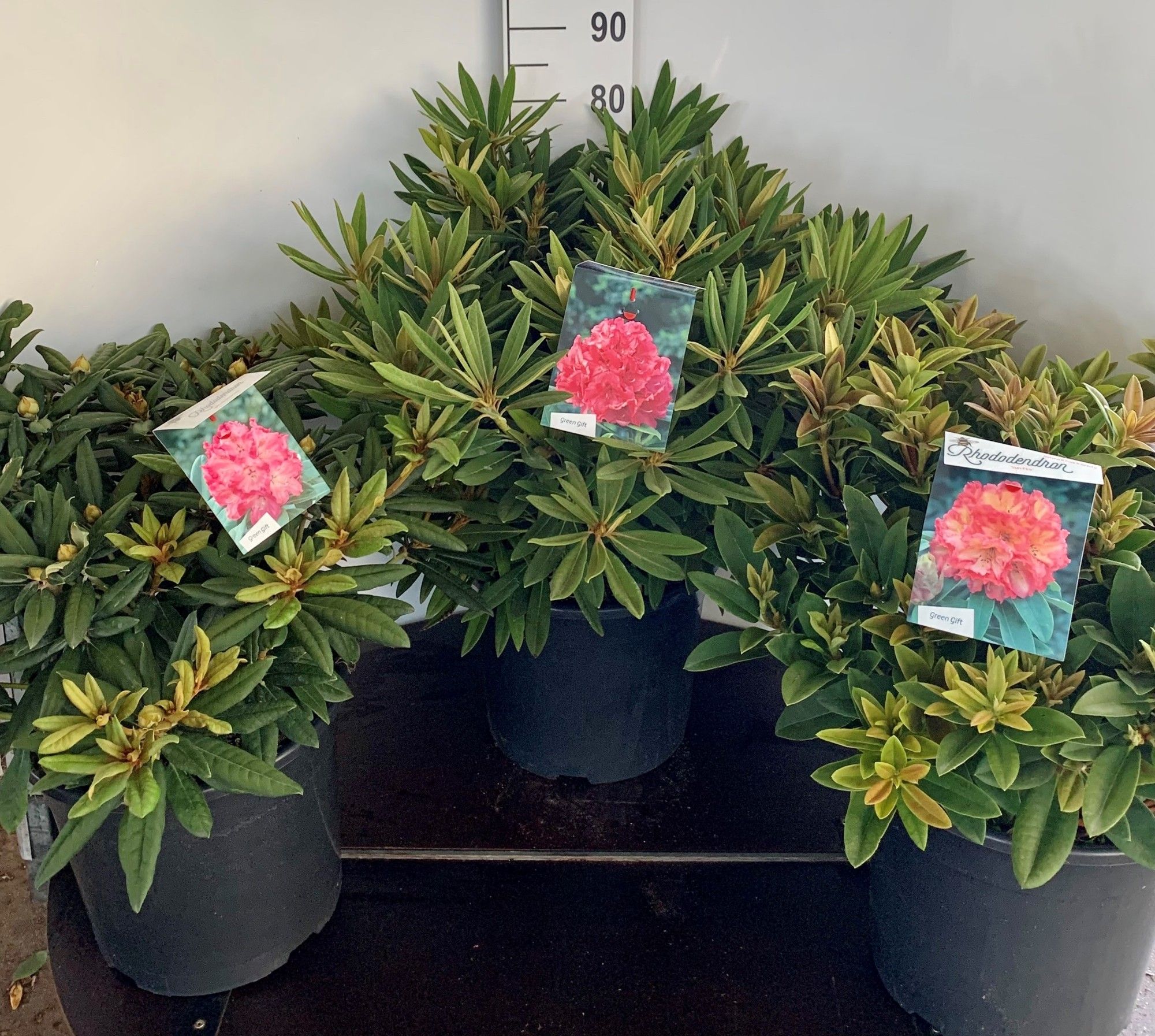 Rhodo. Hybride in mix soorten, D 37