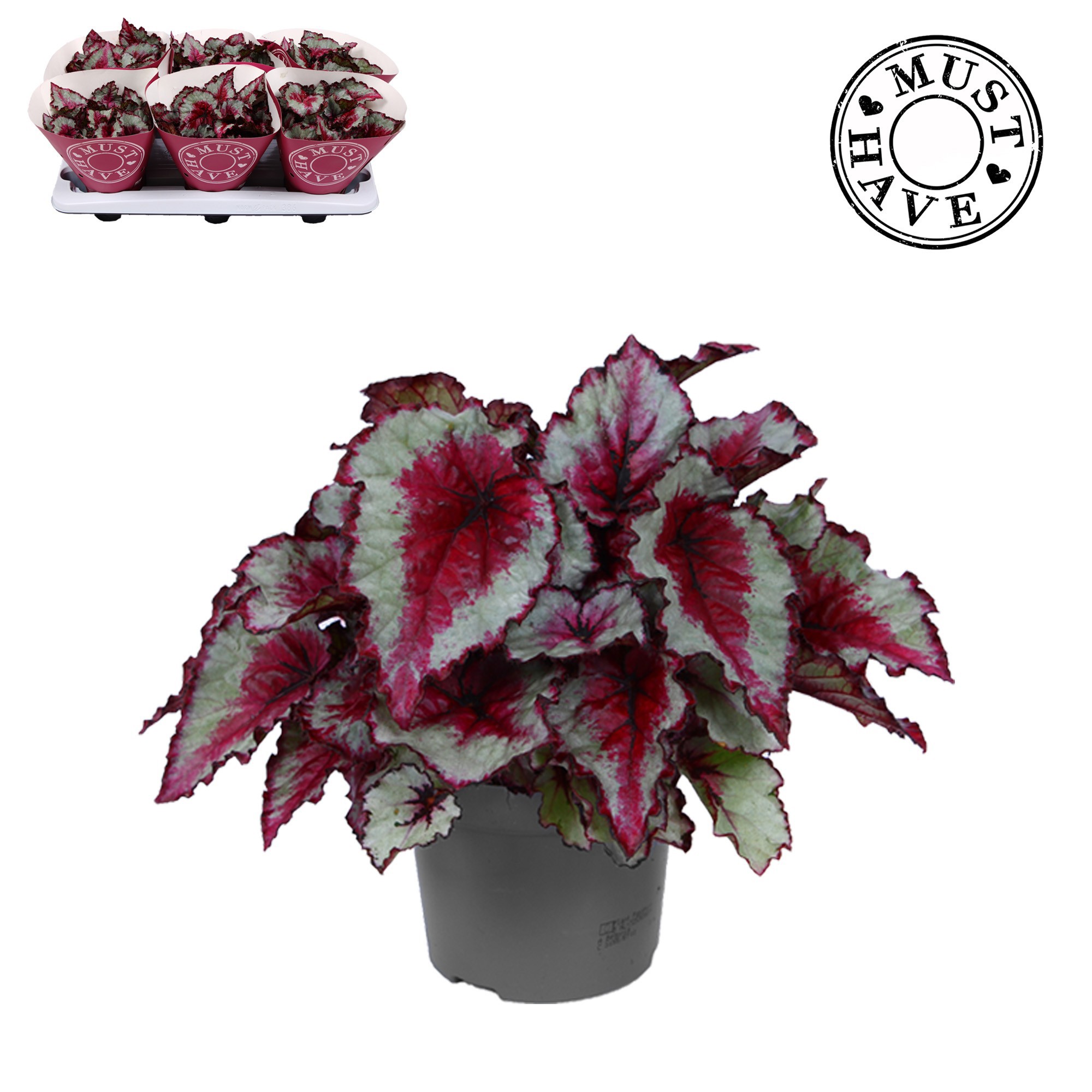 Bladbegonia Rex Caribbean Night MUST HAVE, D 13