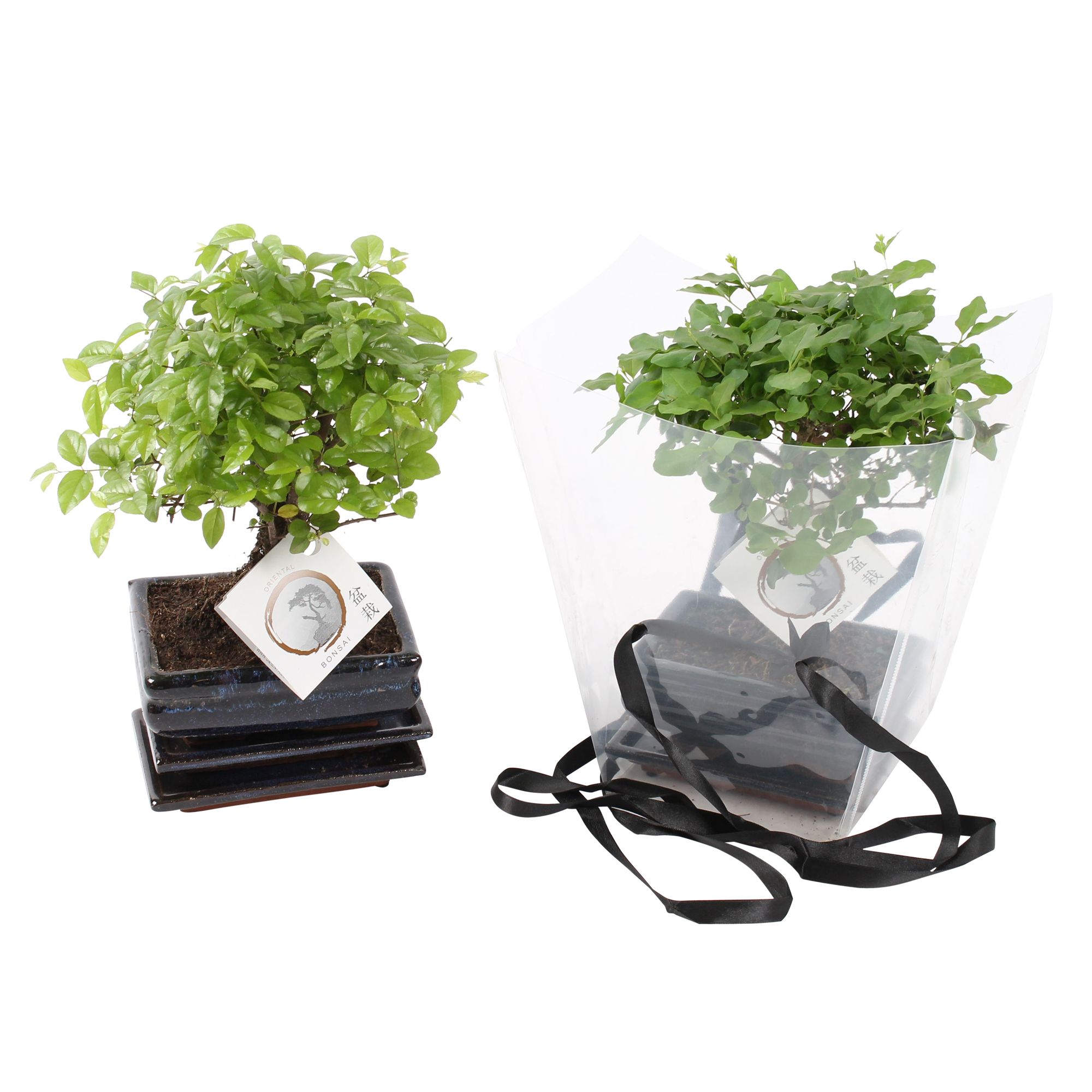 Bonsai Mixe in ø15cm Ceramic in Transparant Giftbag Ball Shape, D 15