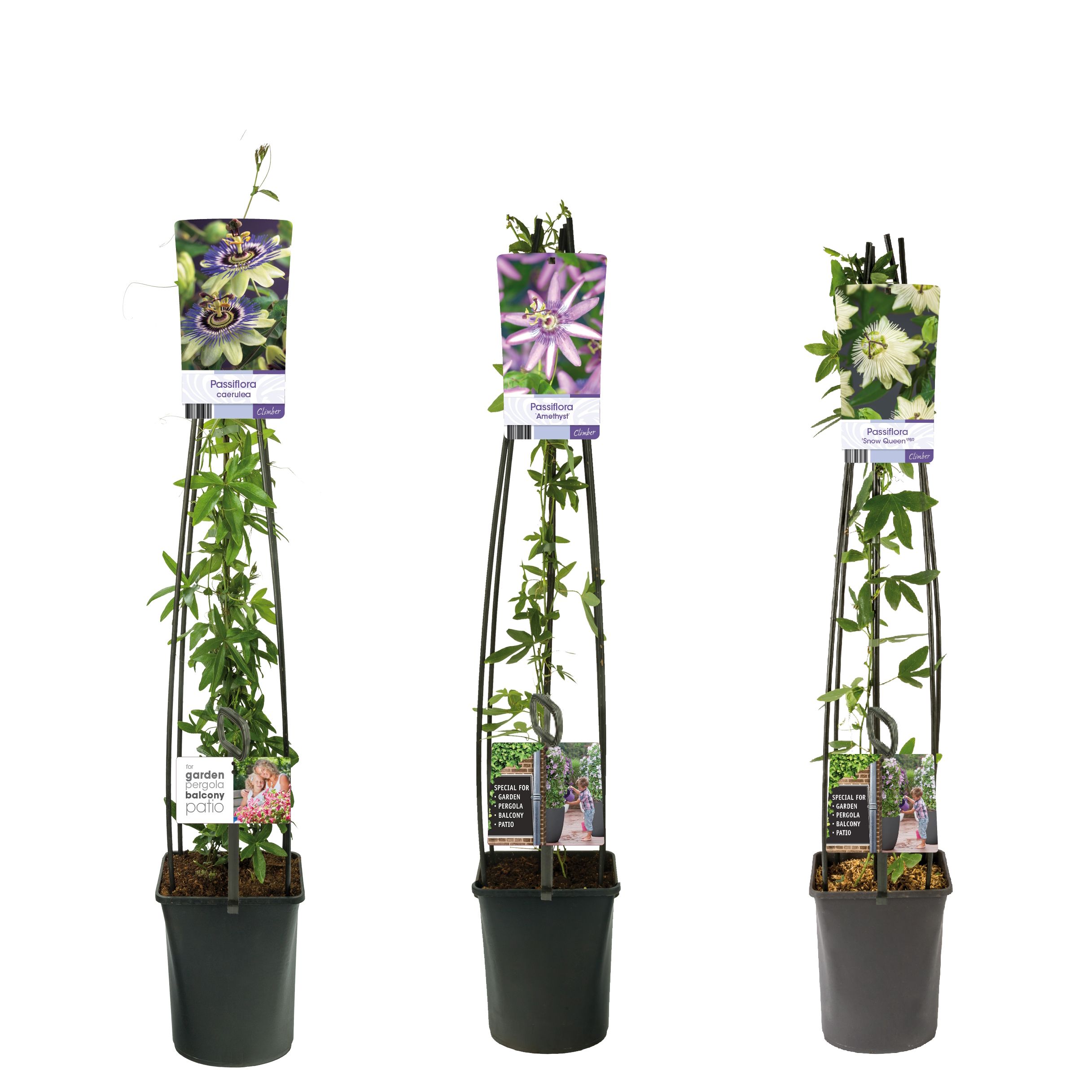 Mixshelf Passiflora +light label, D 23 cm Mixshelf Passiflora +light label, D 23 cm