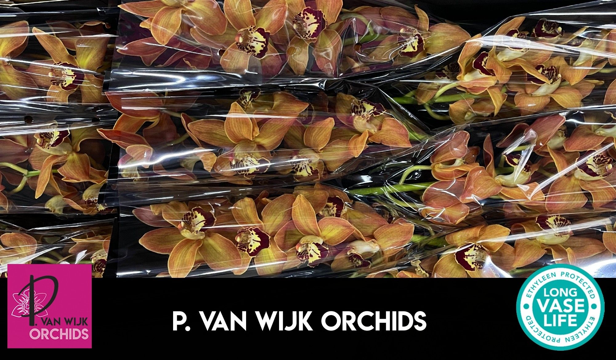 Цимбидиум Чарли Браун x9 60, шт.