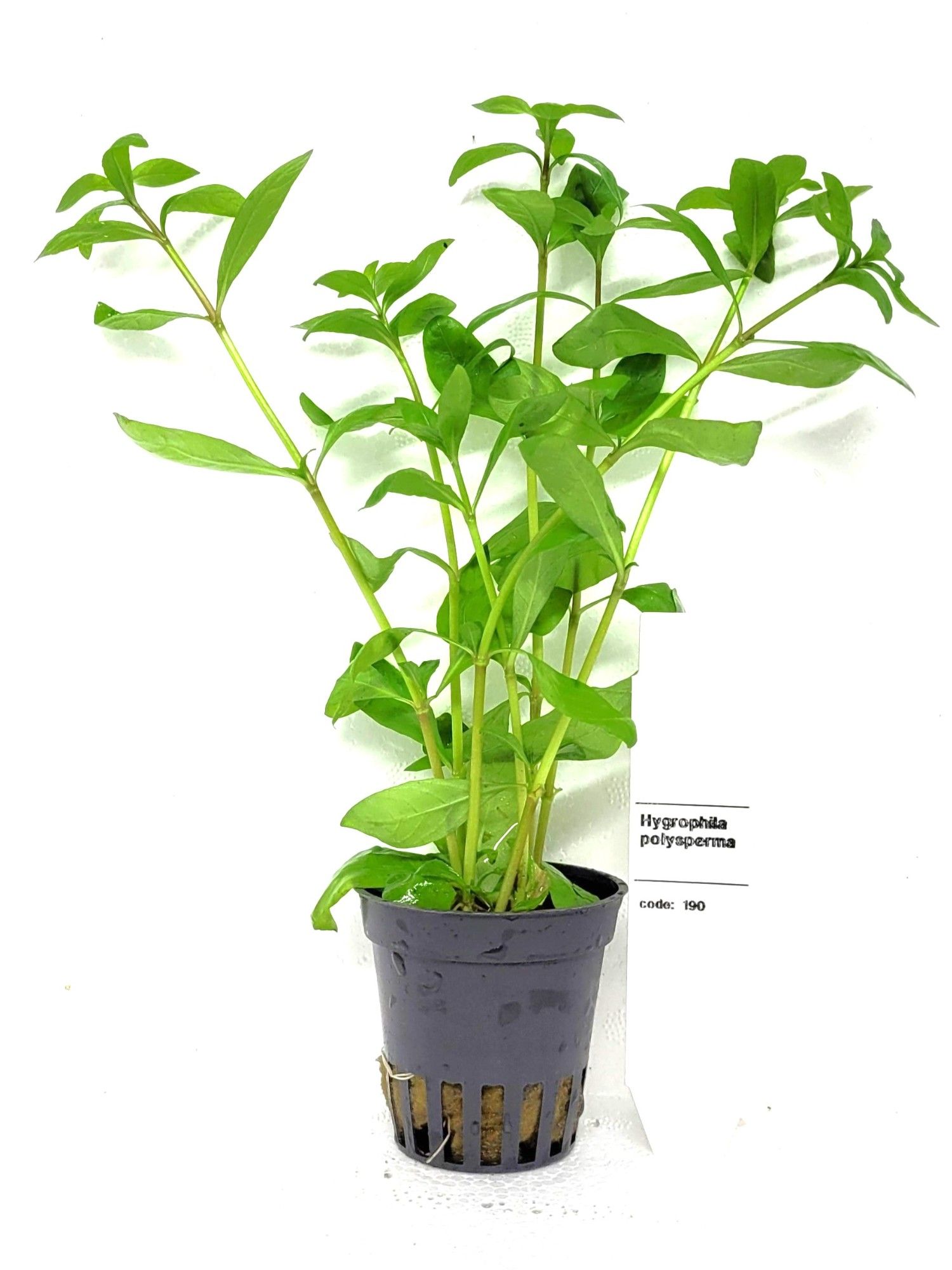 Hygrophila polysperma, D 5