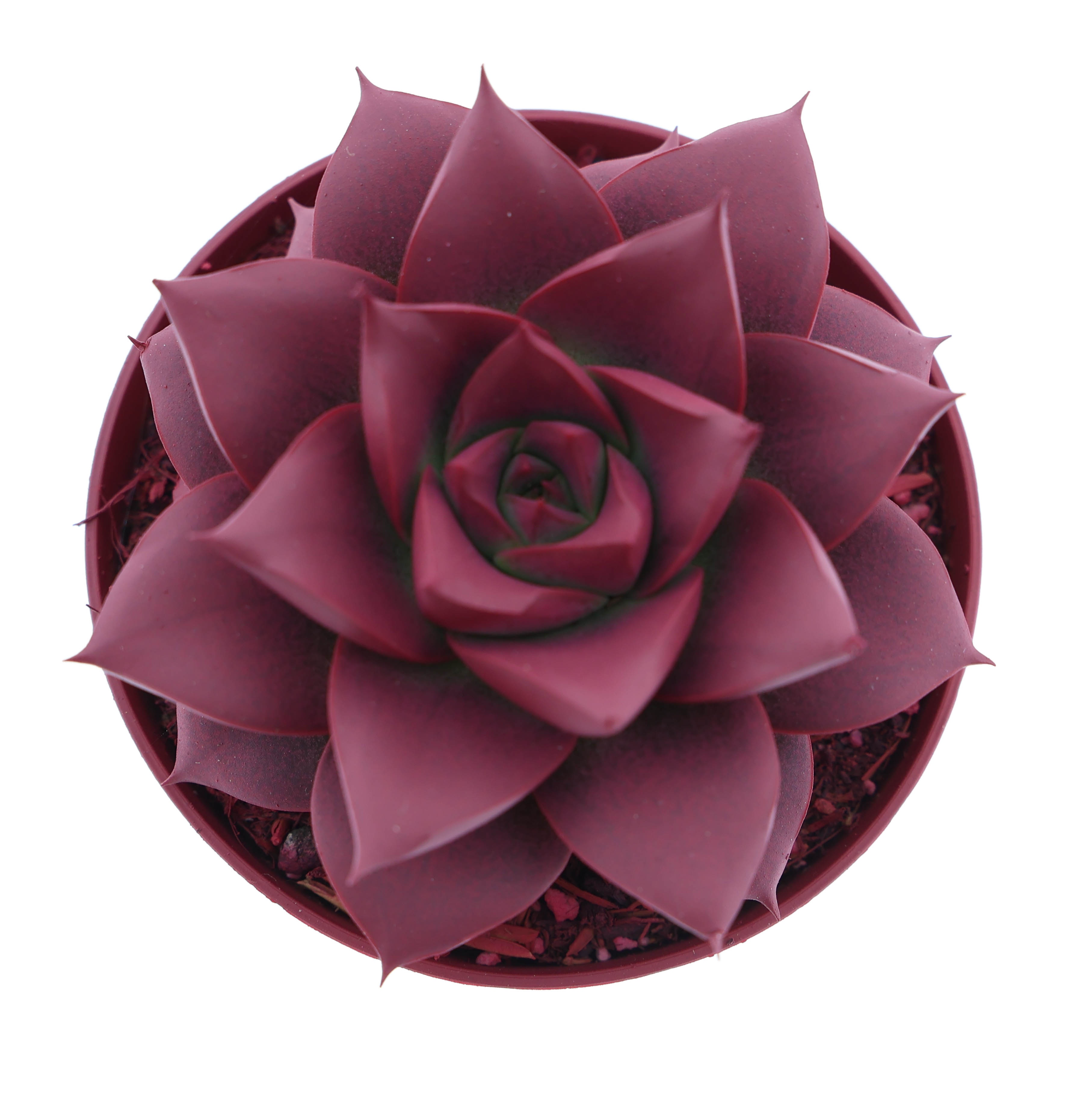 Rainbow purper bordeaux red, D 8,5