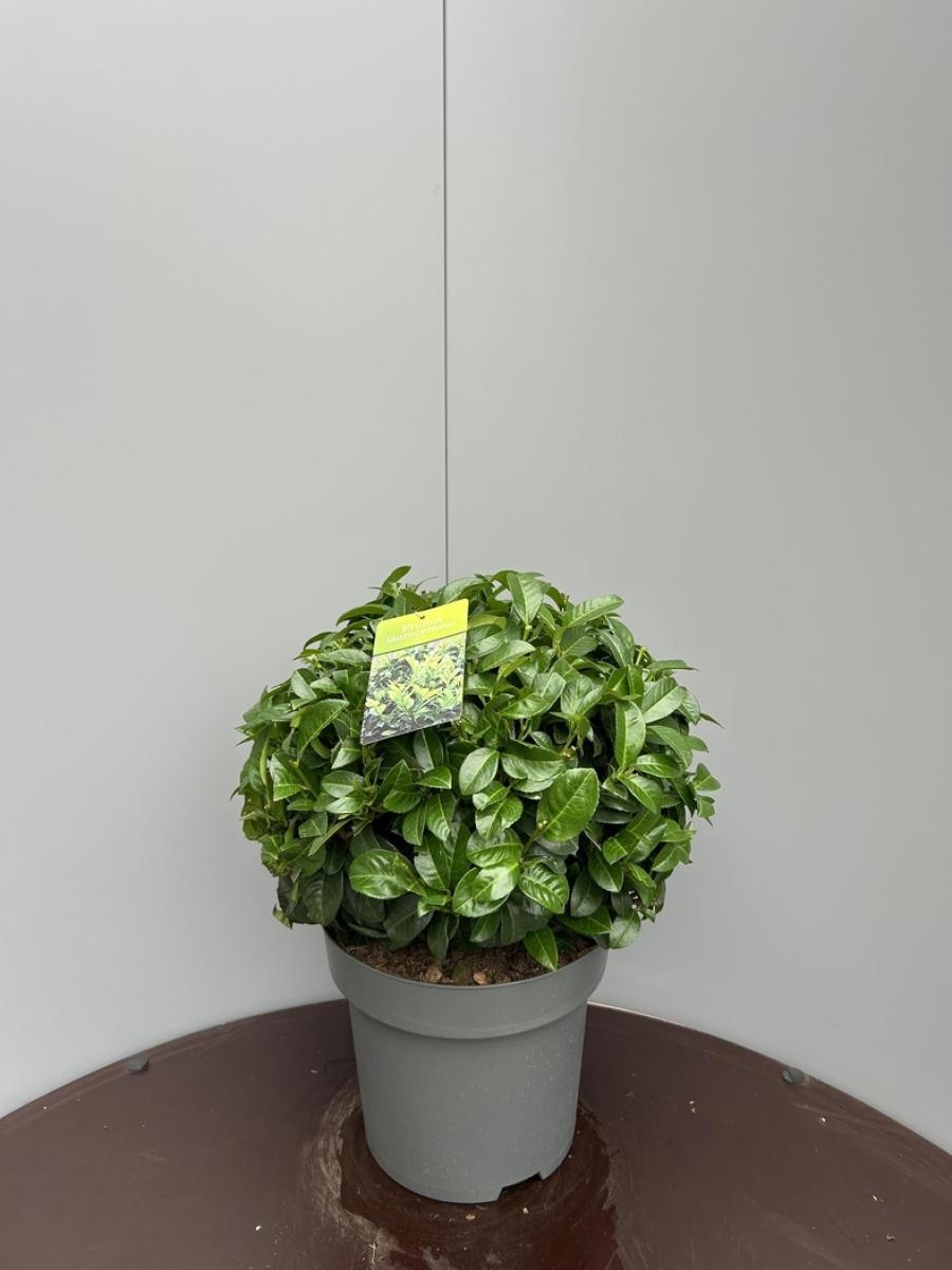 Prunus l. 'Ani', bol, D 34 cm