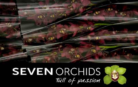 Цимбидиум Ристо x9 60, шт.