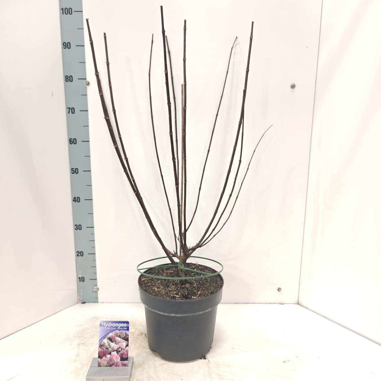 Hydrangea pan. Vanille-Fraise® ('Renhy'PBR), D 26