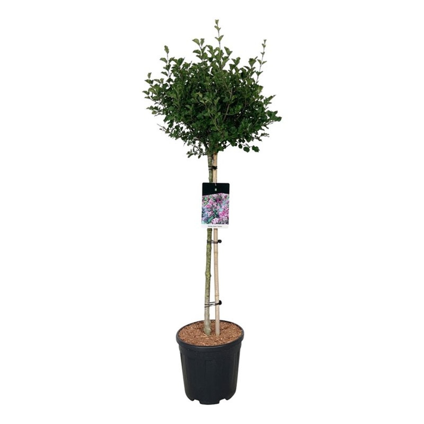 Syringa meyeri 'Palibin', D 32 cm Syringa meyeri 'Palibin', D 32 cm